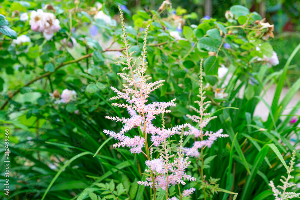 pink astilba in the garden pink astilba in the garden