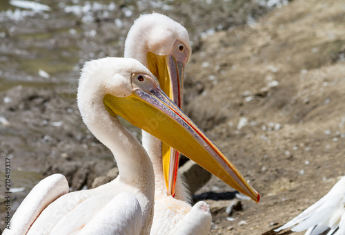 The white pelican (Pelecanus onocrotalus), also known as the eastern white pelican or rosy pelican, close-up