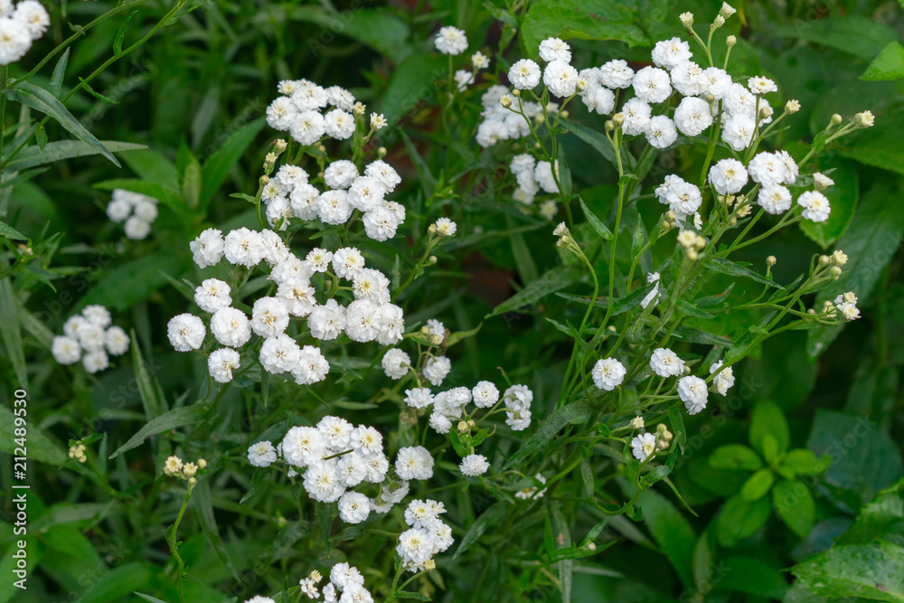 custom made wallpaper toronto digitalachillea ptarmica in the garden