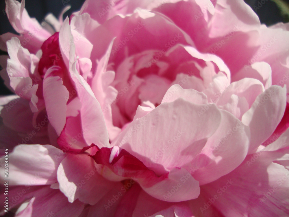 pink peony macro pink peony macro