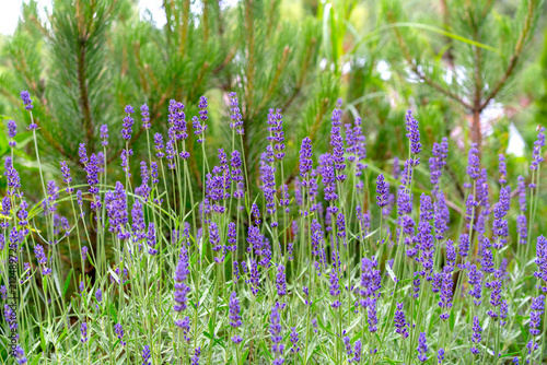 blooming lavender in a rock garden photo