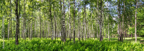 Birch grove on a sunny summer day, landscape banner, huge panorama © rustamank