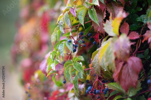 Branches of grape leaves of different shades wet after rain in autumn day photo