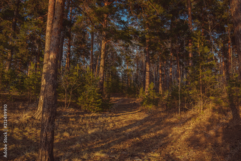 Beautiful pine forest in summer