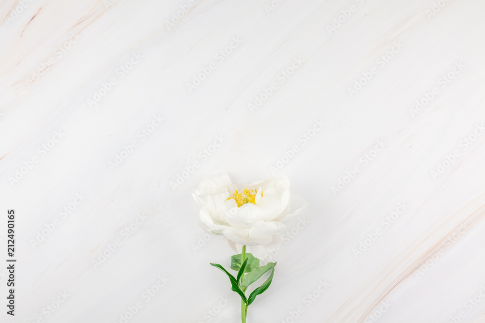 White peony flowers on marble background