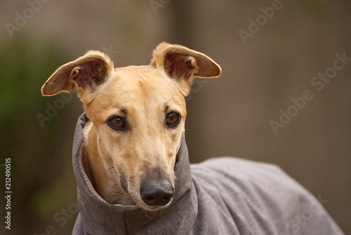 Portrait of a beautiful greyhound outdoor in winter photo
