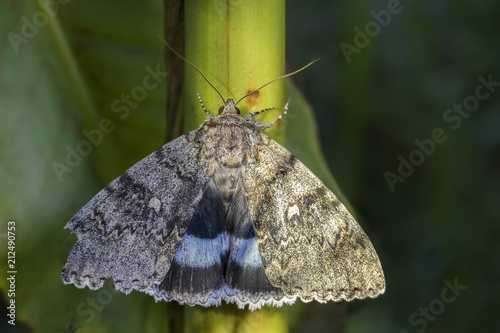 Clifden Nonpareil moth - Catocala fraxini, large moth from Central and Northern European forests and woodlands. photo
