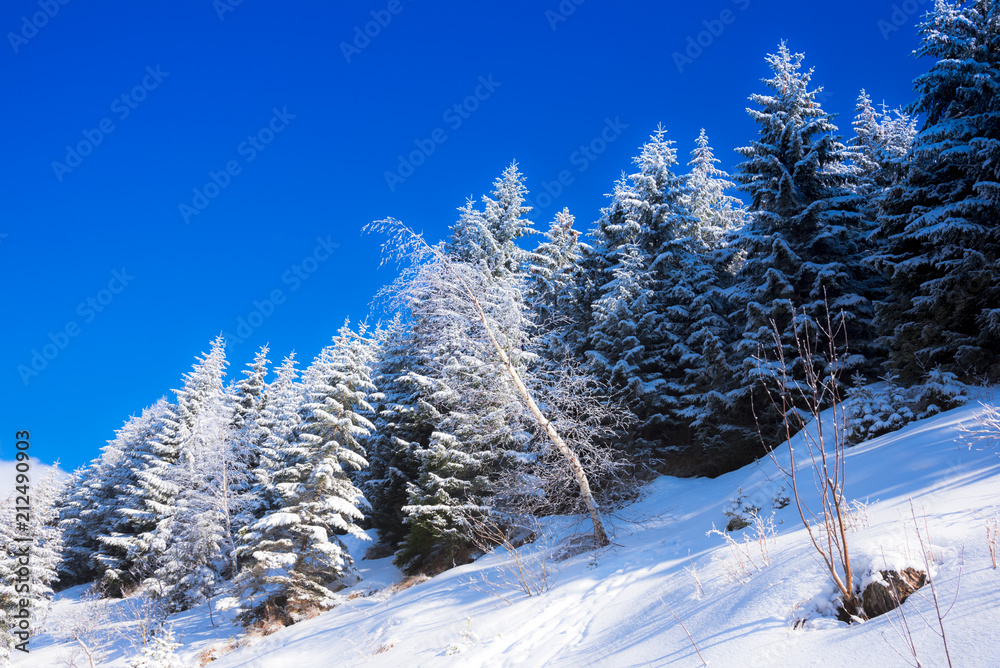 Winter snow trees