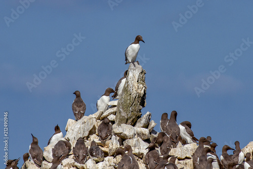 The Guillemot colony perched on Elegug Stack in Pembrokeshire, Wales