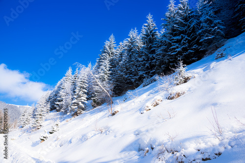 Winter snow trees © Ivanica