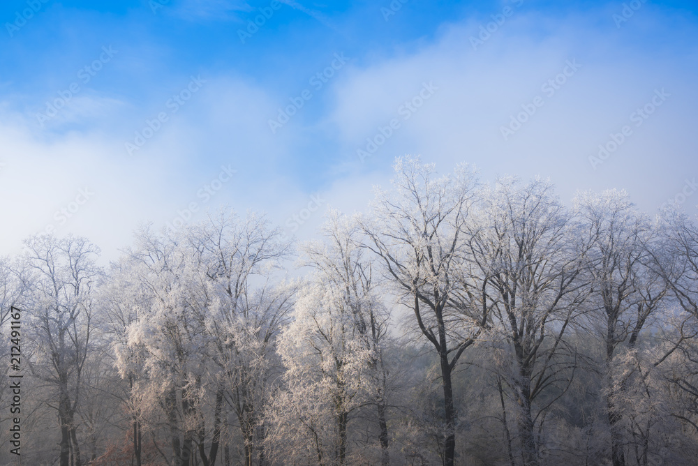 Winter landscape