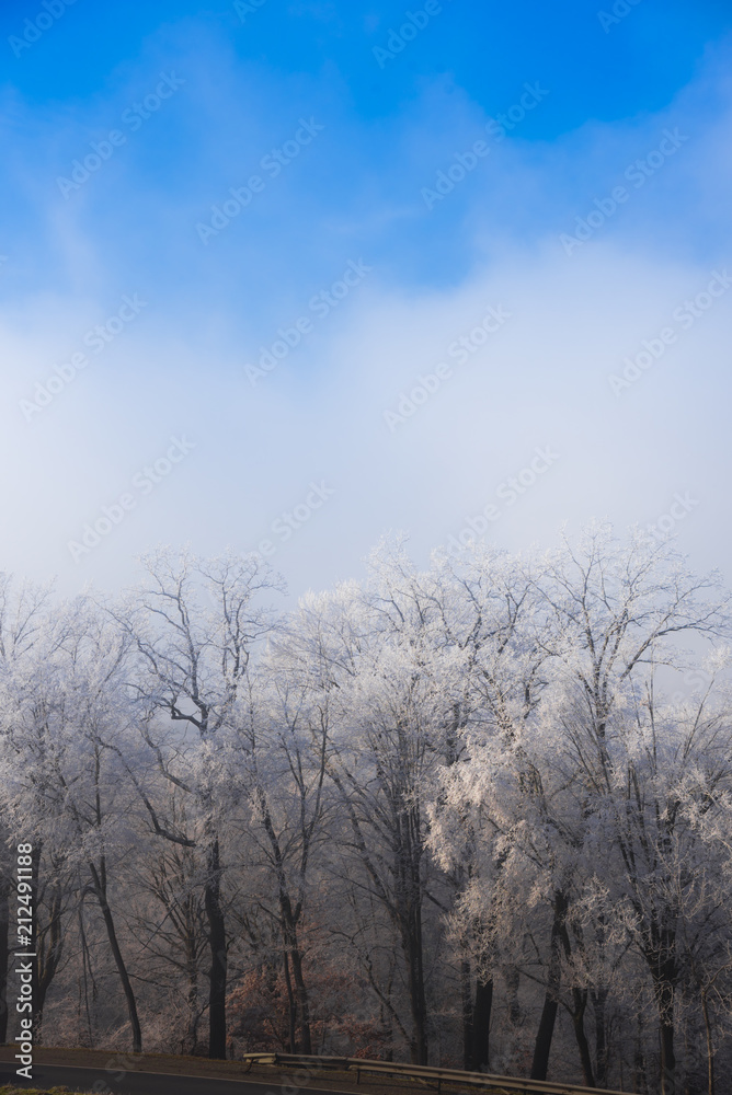 Winter landscape Winter landscape