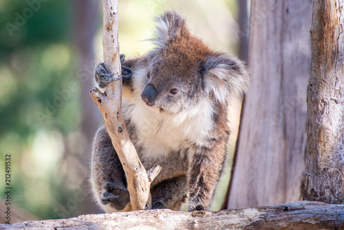A cute koala in australia.