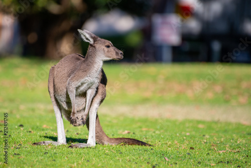 Kangaroo in National Park.
