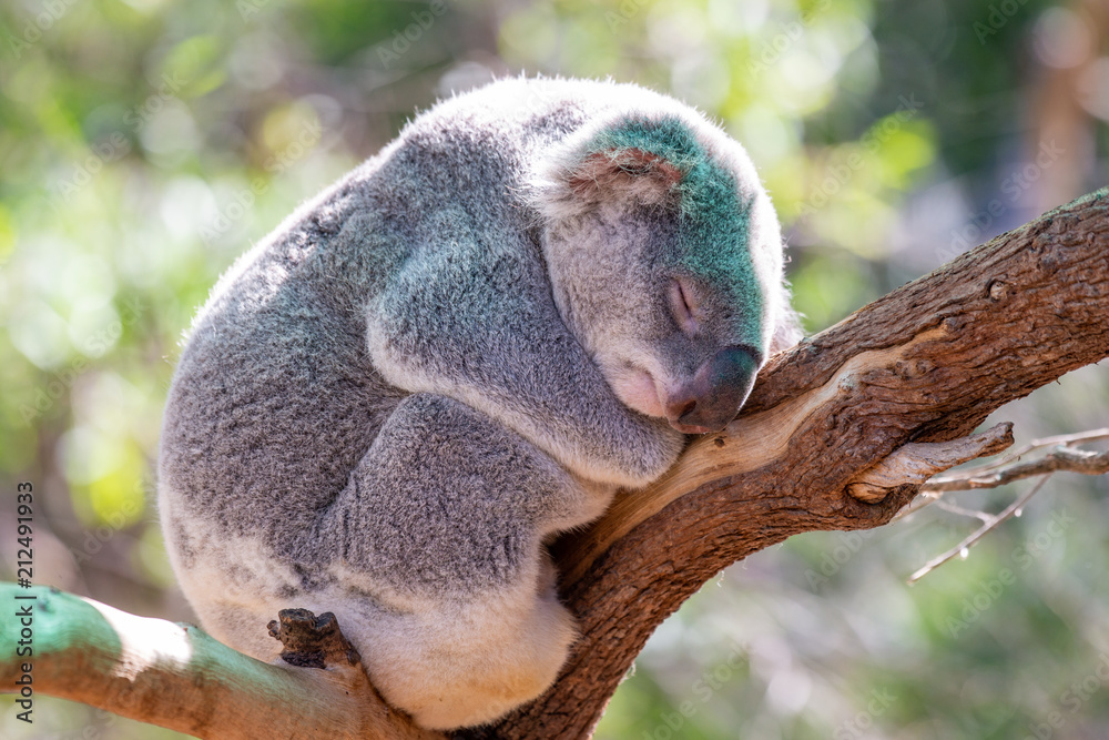 Fototapeta premium A cute koala in australia.