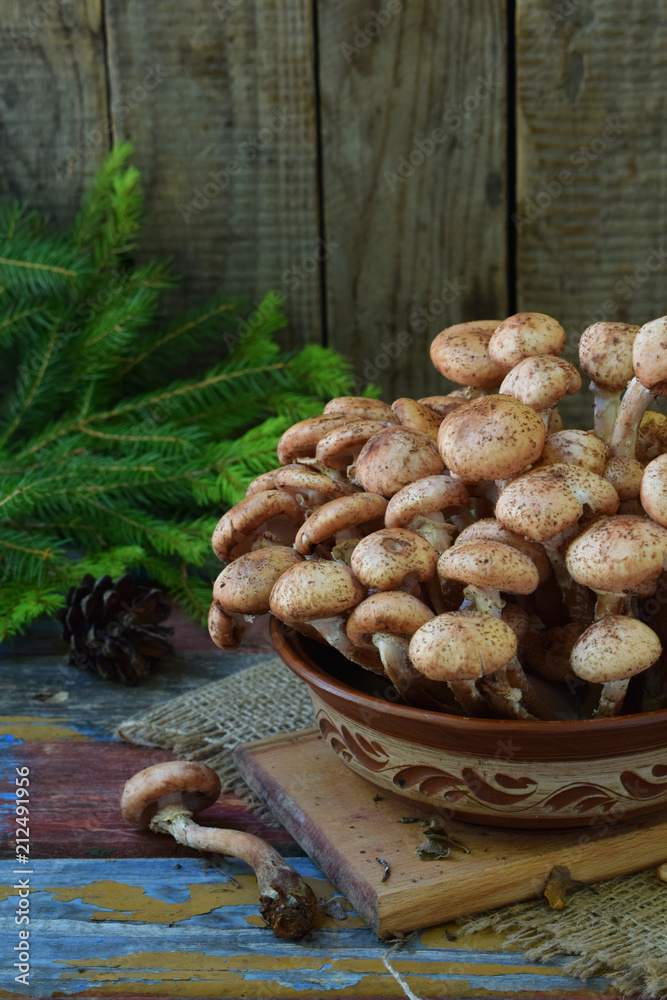 Fototapeta premium Wild forest mushrooms honey agarics on wooden background. Armillaria mellea. Couple honey gel Hallimasch fungus