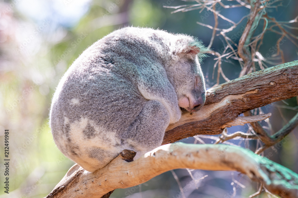 Fototapeta premium A cute koala in australia.