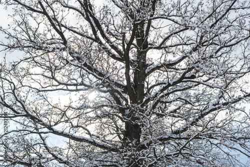 Wallpaper Mural Fresh snow on the trees Torontodigital.ca