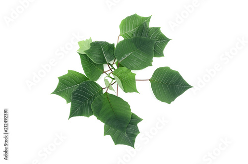 Green leaves of tree isolated on white background.
