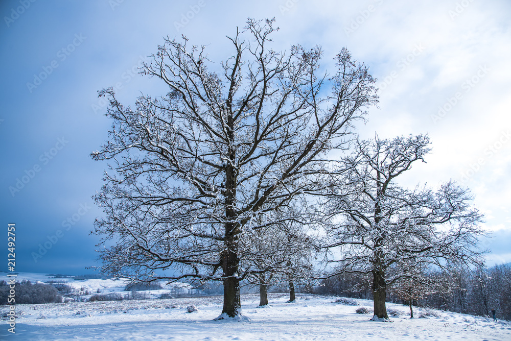 Snow trees in the winter