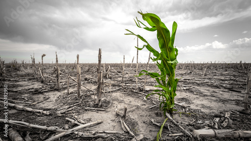 Extreme drought in a cornfield under a hot sun. There is one green stalk of corn.