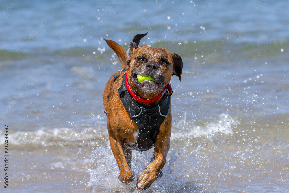 Happy Dog playing fetch on a seaside sandy beach