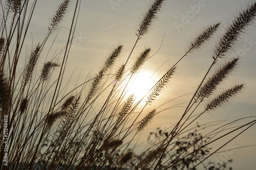 Federborstengras bei Sonnenuntergang