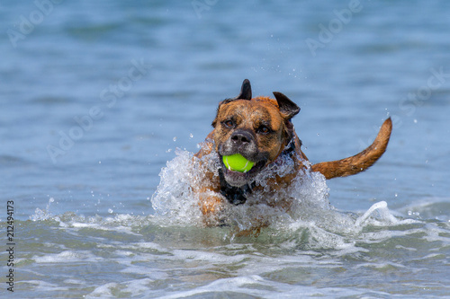 Happy Dog playing fetch on a seaside sandy beach