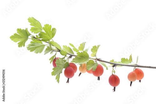 Foto Branch of gooseberry isolated on white