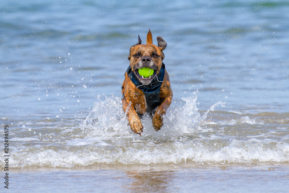 Happy Dog playing fetch on a seaside sandy beach Happy Dog playing fetch on a seaside sandy beach