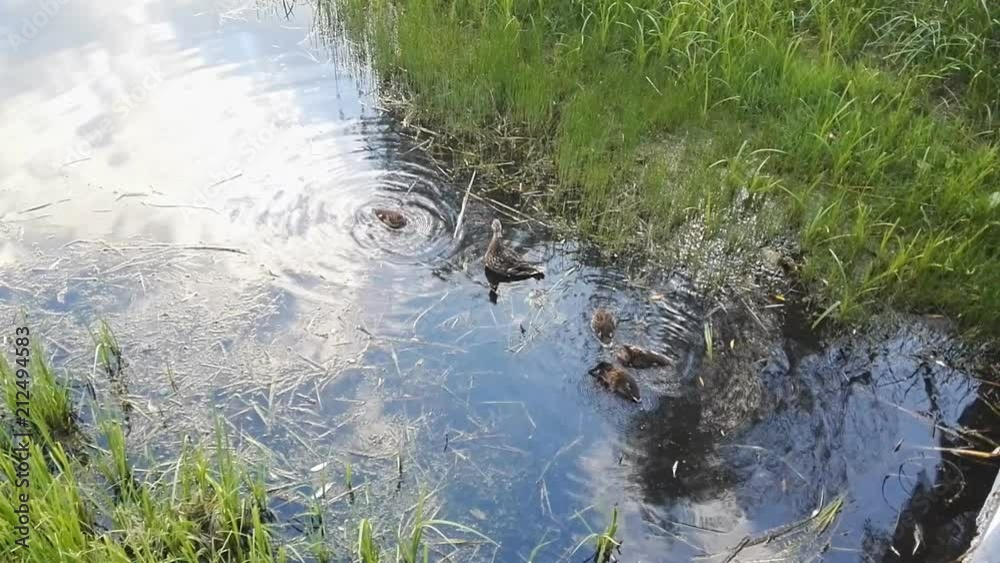 Mother duck and ducklings are swimming in the pond Mother duck and ducklings are swimming in the pond