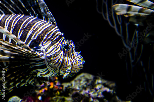 The Beautiful Lionfish