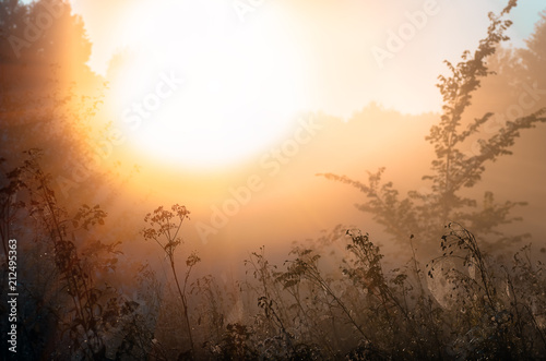 autumnal foggy sunrise landscape. Dry grass, fog © fotolesnik