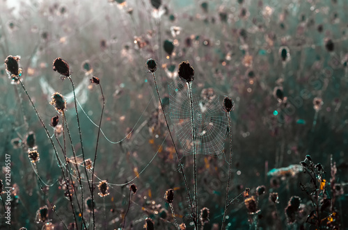 cobwebs on dry grass at foggy autumn morning © fotolesnik
