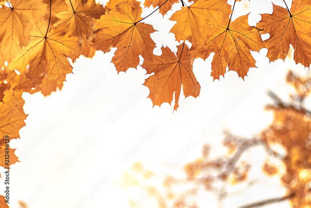Yellow maple leaves closeup, autumn background Yellow maple leaves closeup, autumn background