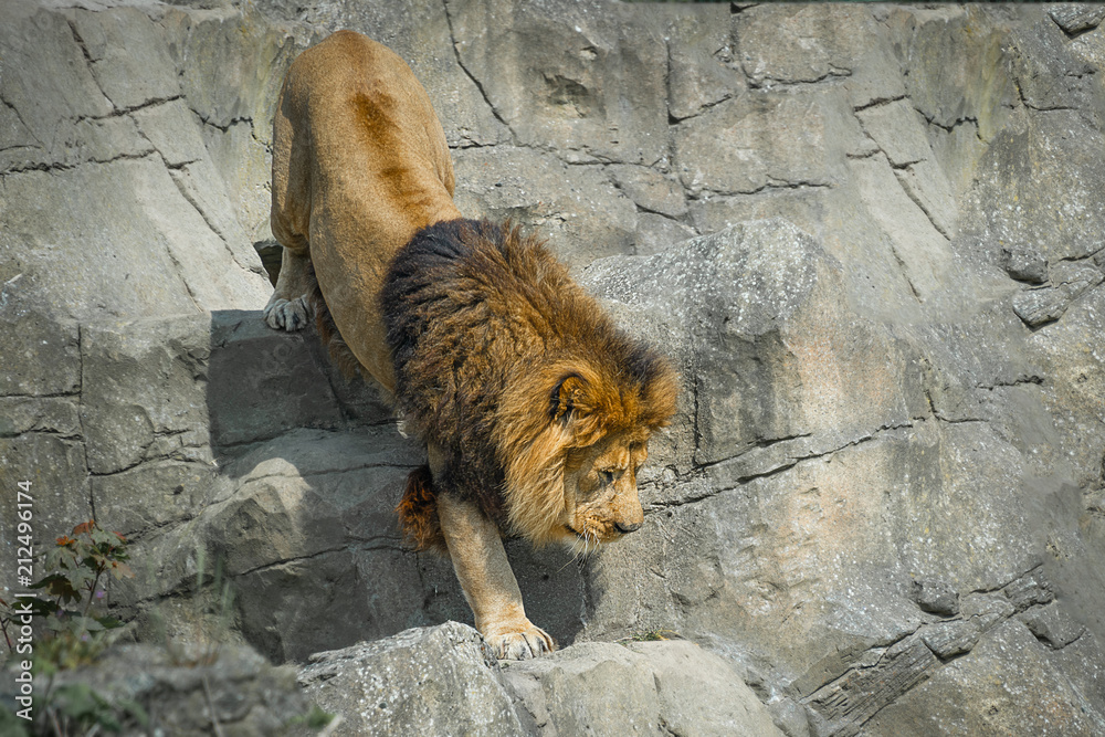 Naklejka premium Close up of a lion prowling climbing down a rock face 