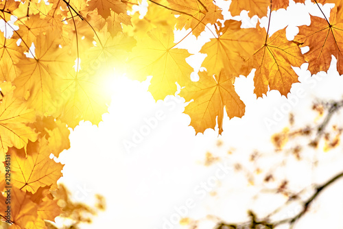 Yellow maple leaves closeup  autumn background
