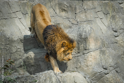 Fototapeta Naklejka Na Ścianę i Meble -  Close up of a lion prowling climbing down a rock face 