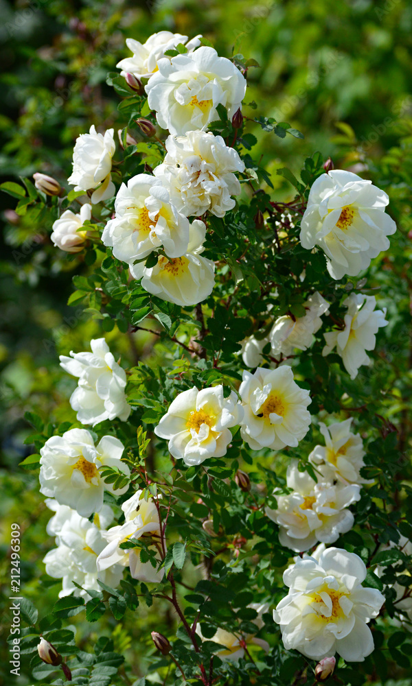 Midsummer Rose (Rosa pimpinellifolia Plena) Stock | Adobe
