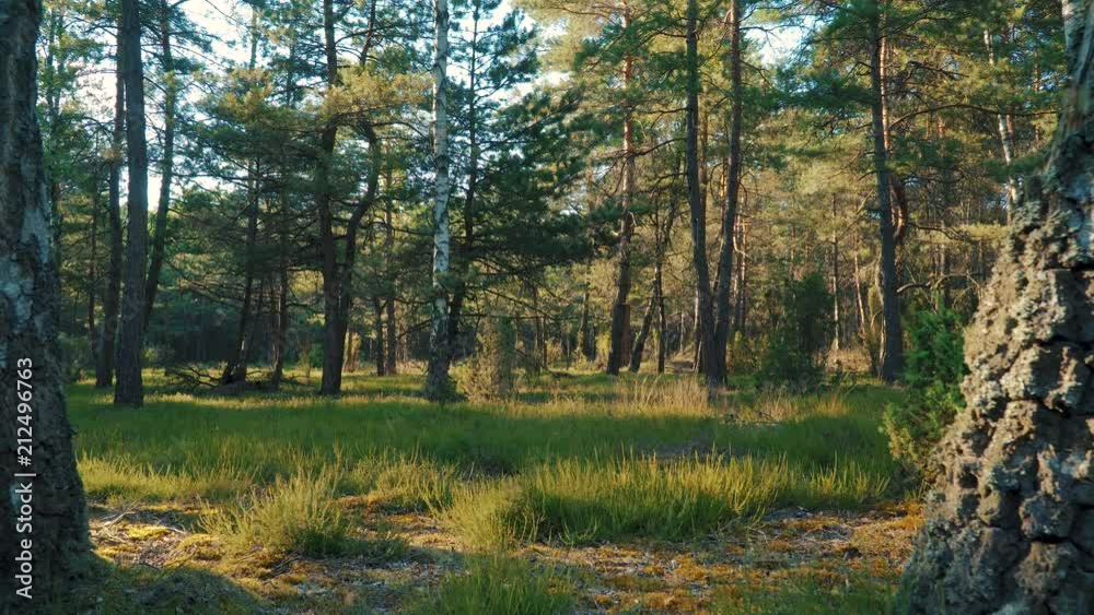 beautiful view of the grass and trees in the forest in summer beautiful view of the grass and trees in the forest in summer