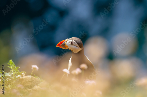 Puffin (frantercula arctica) perched on cliff top at Stackpole Head, Pembrokeshire