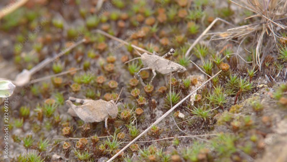 Insect grasshopper in the grass. Insect macro, Melanoplus Differential Grasshopper sits among dry grass on ground