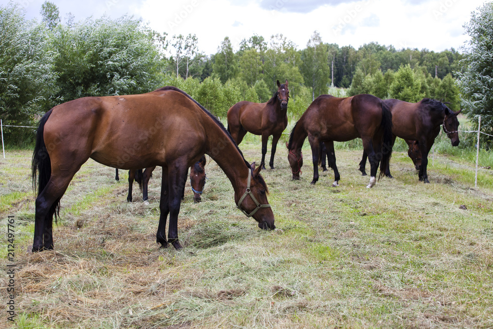 Five horses graze in a clearing near the forest
