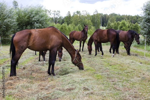 Five horses graze in a clearing near the forest
