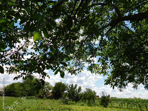 tree, nature, summer, countryside, orchard