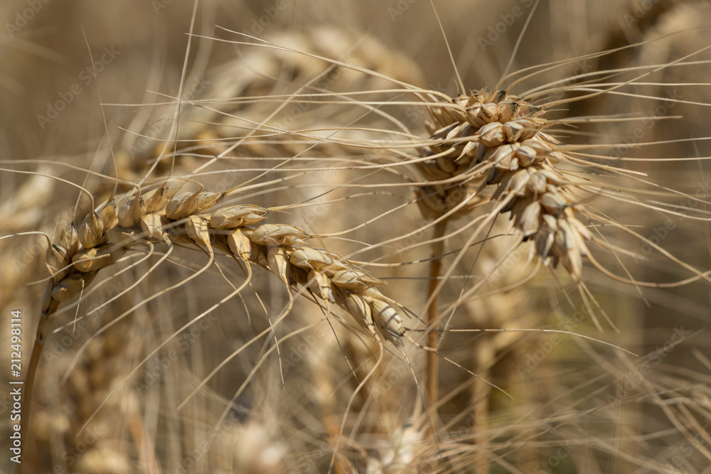 Wheat field.Ears of golden wheat close up.
Wheat field.Ears of golden wheat close up.