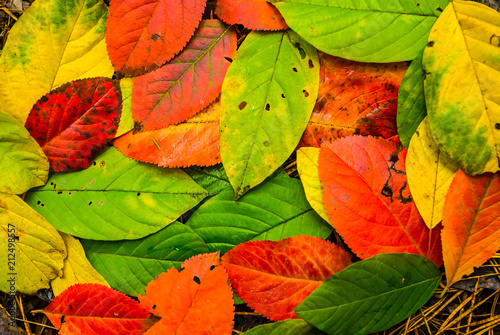 closeup dry autumn leaves background