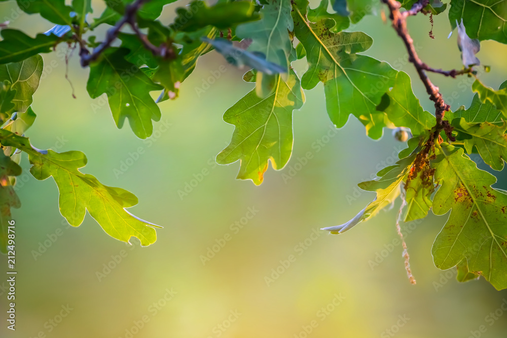 closeup green oak tree branch in a forest closeup green oak tree branch in a forest