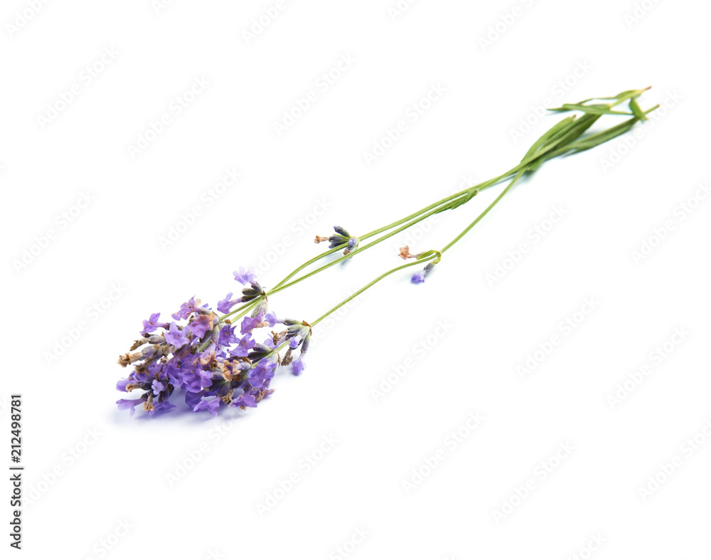 Fototapeta Beautiful blooming lavender flowers on white background