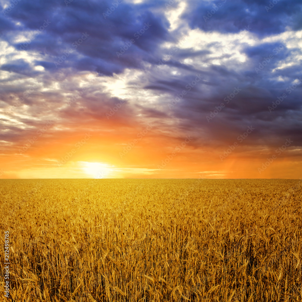 summer wheat field at the dramatic sunset